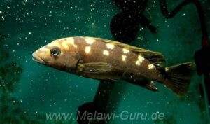 Melanochromis baliodigma 'Masinje'